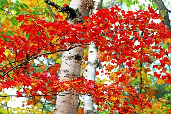 Maple Birch And Oak Medley by Deb Oppermann